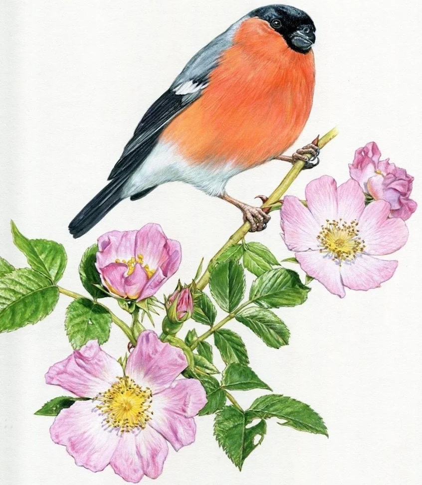 Artist feature: Adam Hook, Directory of Illustration