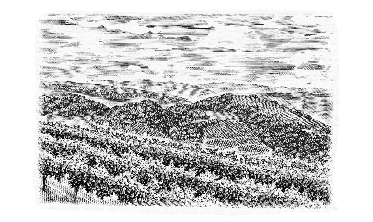 Rodney Strong Wine Labels Work Showcase Steven Noble, Directory of illustration