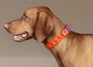 EzyDog Collar Concept Uses Sculpted Geometry and Cold Water Color Change