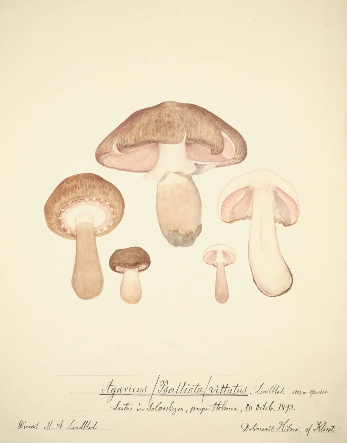 an illustration of a collection of mushrooms