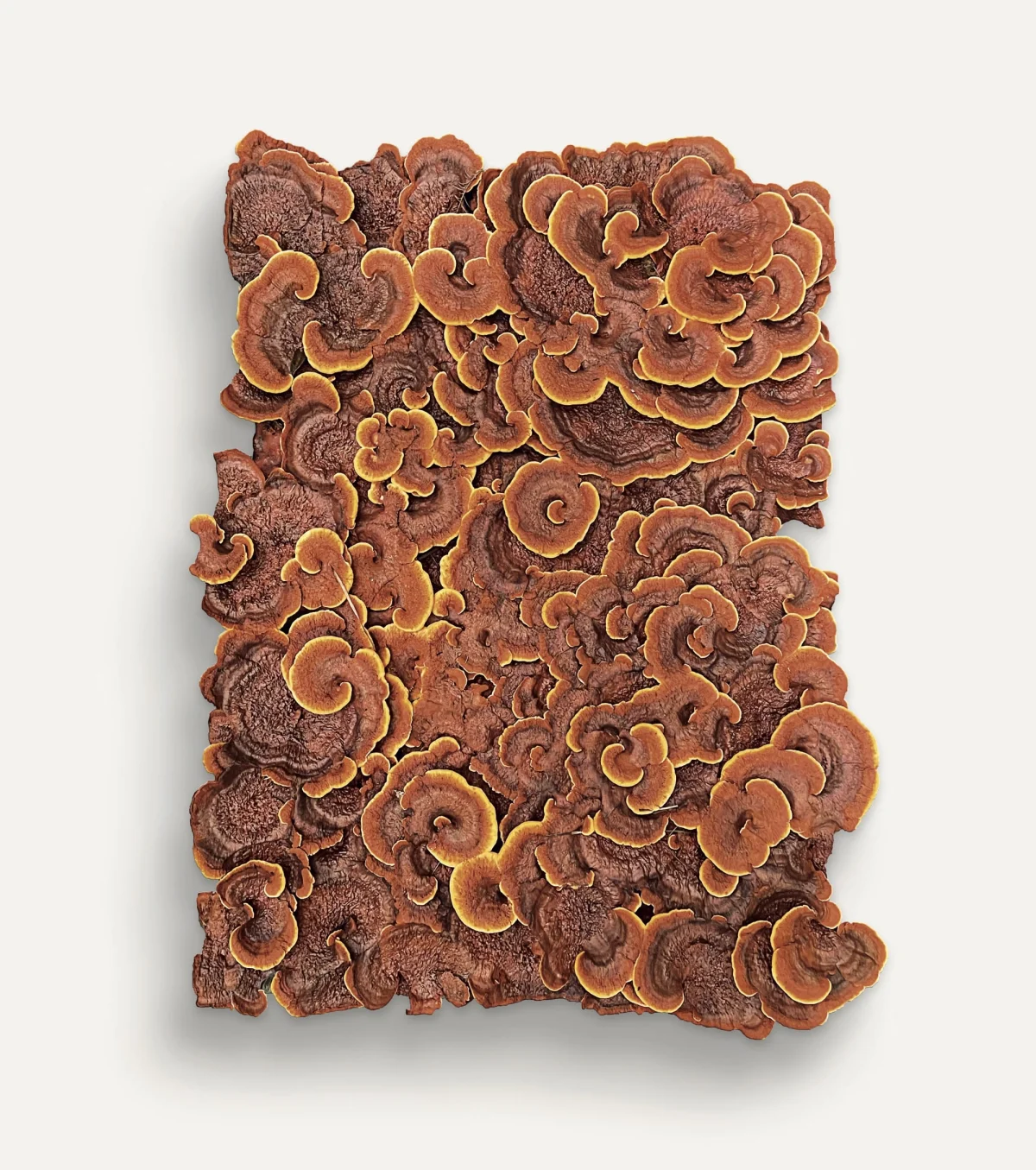 red-orange fungi grow on a rectangular shape