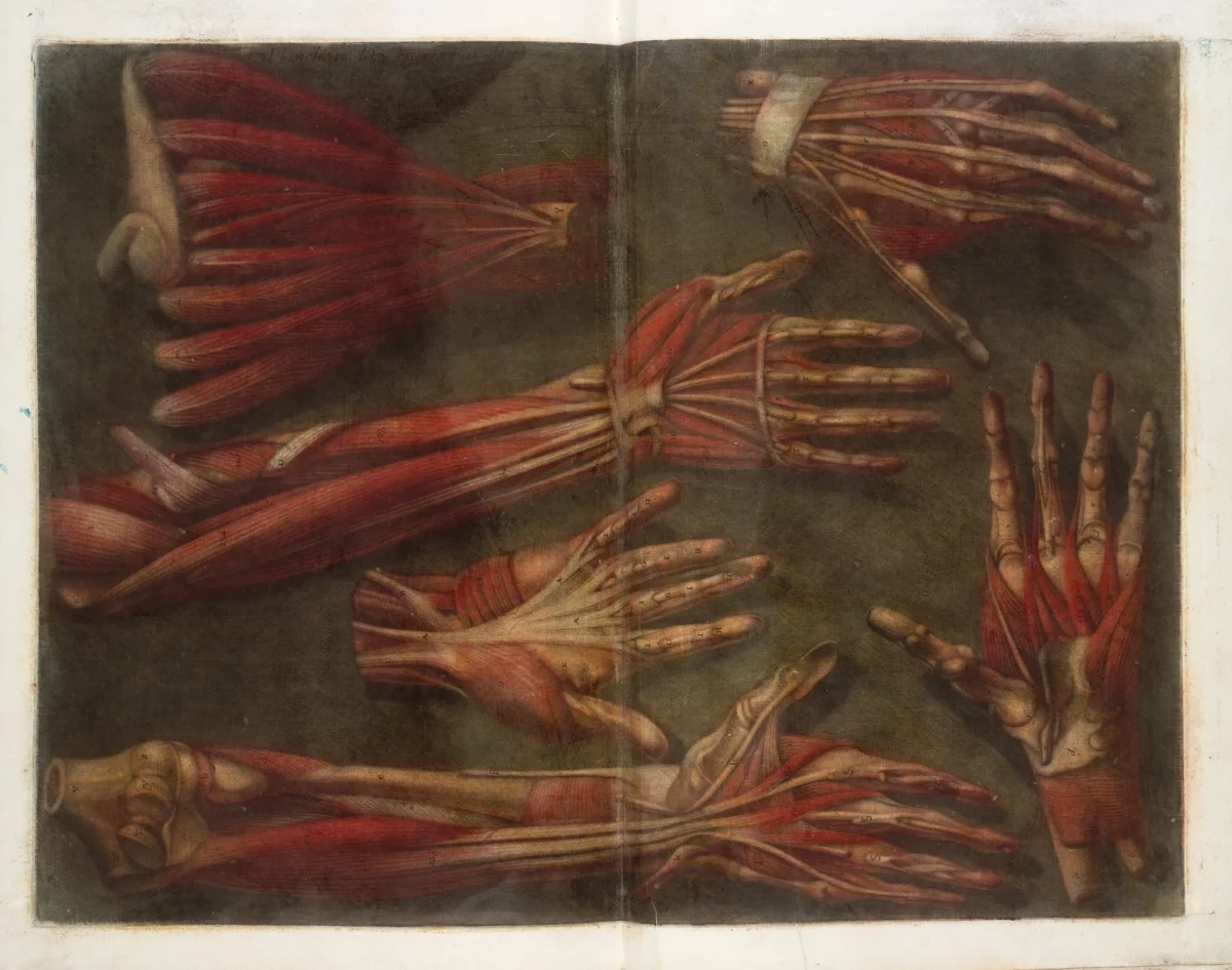 an illustration from a mid-18th-century book of human musculature showing arm and hand muscles