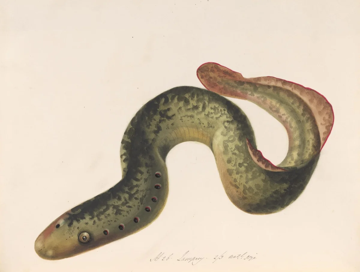 an illustration of an eel from an early 19th-century book about Great Britain's fish