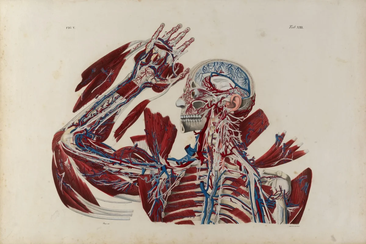 an illustration from a mid-18th-century book of human musculature showing arm, hand, chest, and head muscles